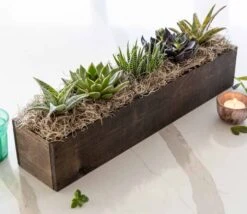 Giselle Succulent Trough
