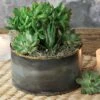 Zen Garden Succulent 1 Zen Garden Succulent -Gift Shop 11604 Zen Garden Succulent P