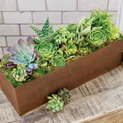 Succulent Garden