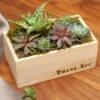 "Thank You" Succulent 2 "Thank You" Succulent -Gift Shop 16830 Thank You Succulent P