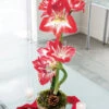 Potted Amaryllis Bulb 2 Potted Amaryllis Bulb -Gift Shop 17093 Potted Amaryllis Bulb P