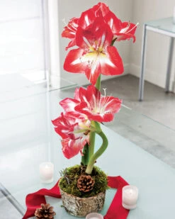 Potted Amaryllis Bulb
