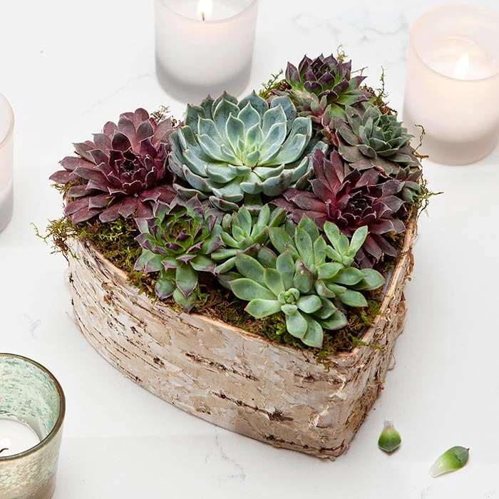 Birch Wrapped Heart Succulent 4 Birch Wrapped Heart Succulent - Image 2