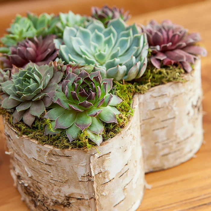 Birch Wrapped Heart Succulent 5 Birch Wrapped Heart Succulent - Image 3