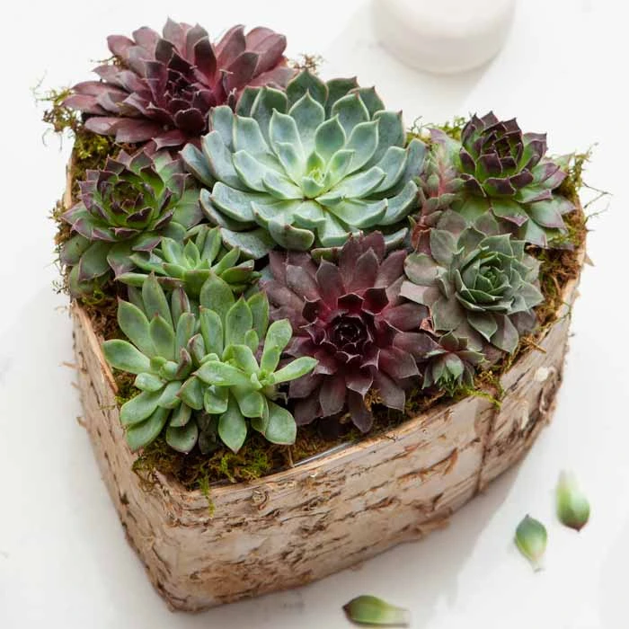 Birch Wrapped Heart Succulent 3 Birch Wrapped Heart Succulent