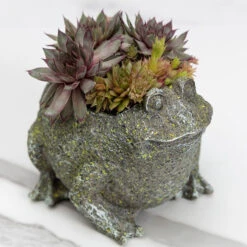 Succulent Frog 9 Succulent Frog -Gift Shop 1923 Succulent Frog ALT 03 P
