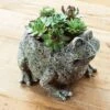 Succulent Frog 1 Succulent Frog -Gift Shop 1923 Succulent Frog 2018 P
