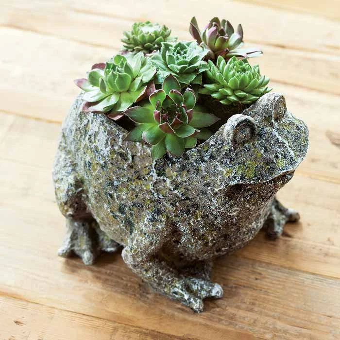 Succulent Frog 3 Succulent Frog
