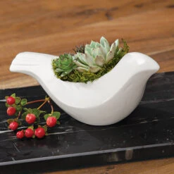 Peace Dove Succulent