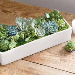 Modern Succulent Trough
