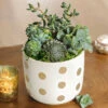 Gilt Dot Succulent -Gift Shop 26328 Gilt Dot Succulent P