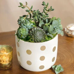 Gilt Dot Succulent