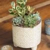 Fairmont Succulent Planter 1 Fairmont Succulent Planter -Gift Shop 26329 Fairmont Succulent Planter P