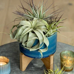 Gift Shop -Gift Shop 26582 Air Plant Garden ALT 01 P