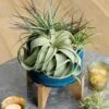 Air Plant Garden -Gift Shop 26582 Air Plant Garden P