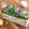 Birch Bark Succulent -Gift Shop 27341 Birch Bark Succulent P