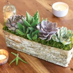 Birch Bark Succulent