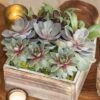 Lush Succulent Garden -Gift Shop 27672 Lush Succulent Garden P