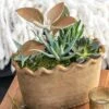 Scalloped Succulent Garden