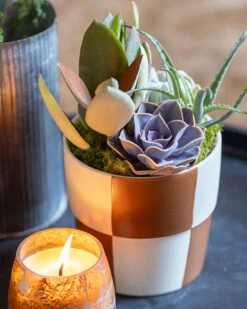 Checkerboard Succulent -Gift Shop 28771 Checkerboard Succulent ALT 02 P