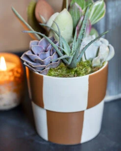 Checkerboard Succulent -Gift Shop 28771 Checkerboard Succulent ALT 03 P