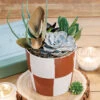 Checkerboard Succulent 2 Checkerboard Succulent -Gift Shop 28771 Checkerboard Succulent P