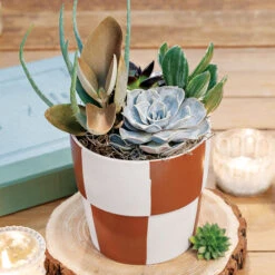 Checkerboard Succulent