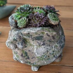 Gift Shop -Gift Shop 2969 Succulent Bunny 2018 Alt 01 P