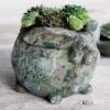 Succulent Bunny -Gift Shop 2969 Succulent Bunny 2018 P