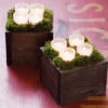 Botanic Candle Lit Boxes -Gift Shop 3548 Botanic Candlelit Boxes P